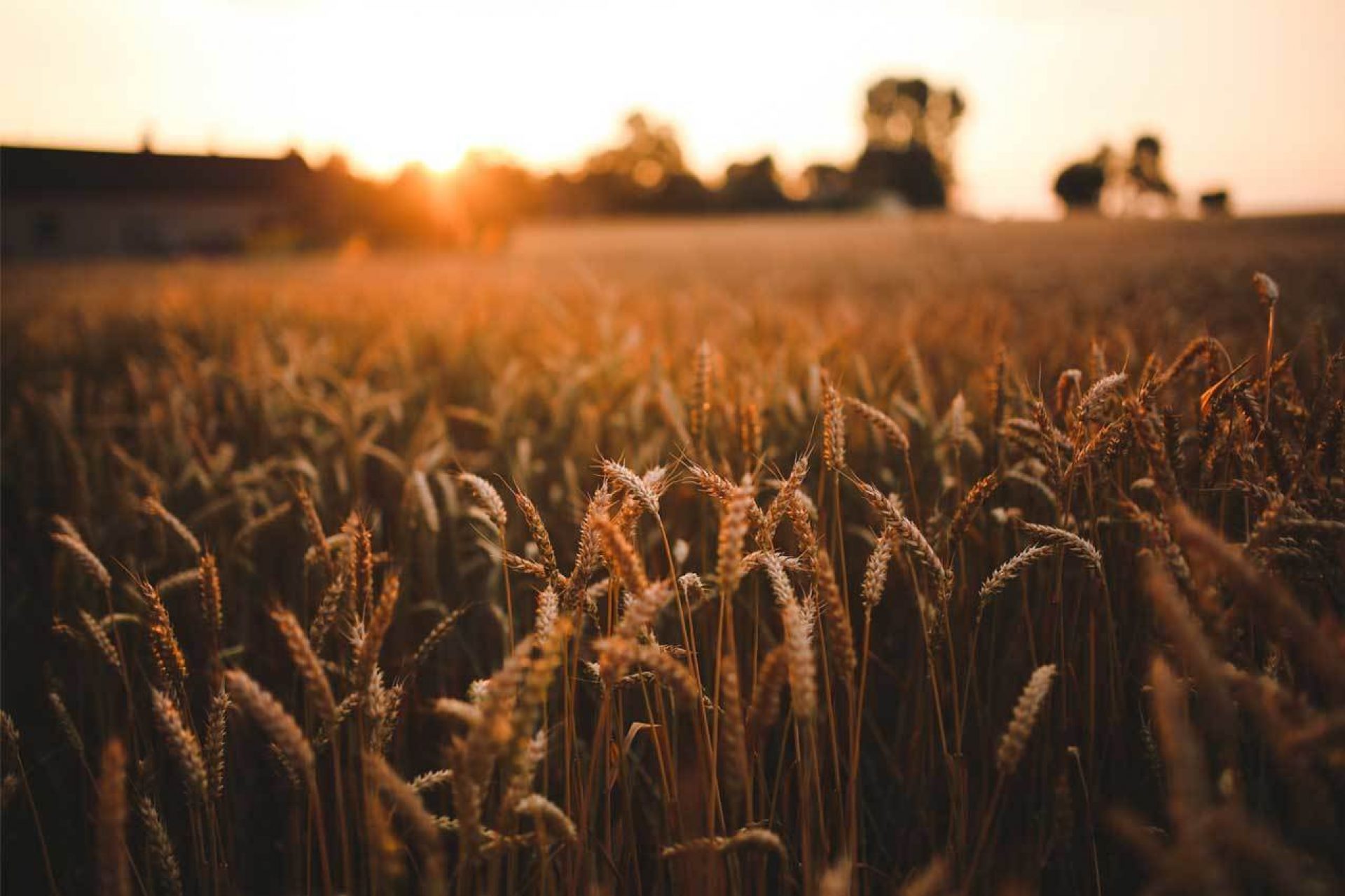 Artistic shot of wheat field at sunset