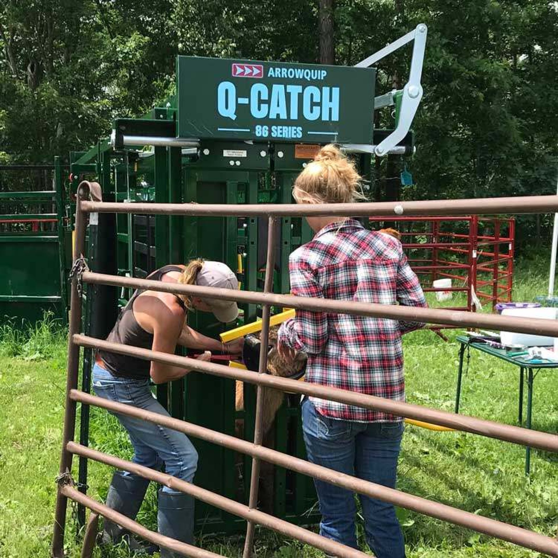 Two women ear tagging cows in cattle chute