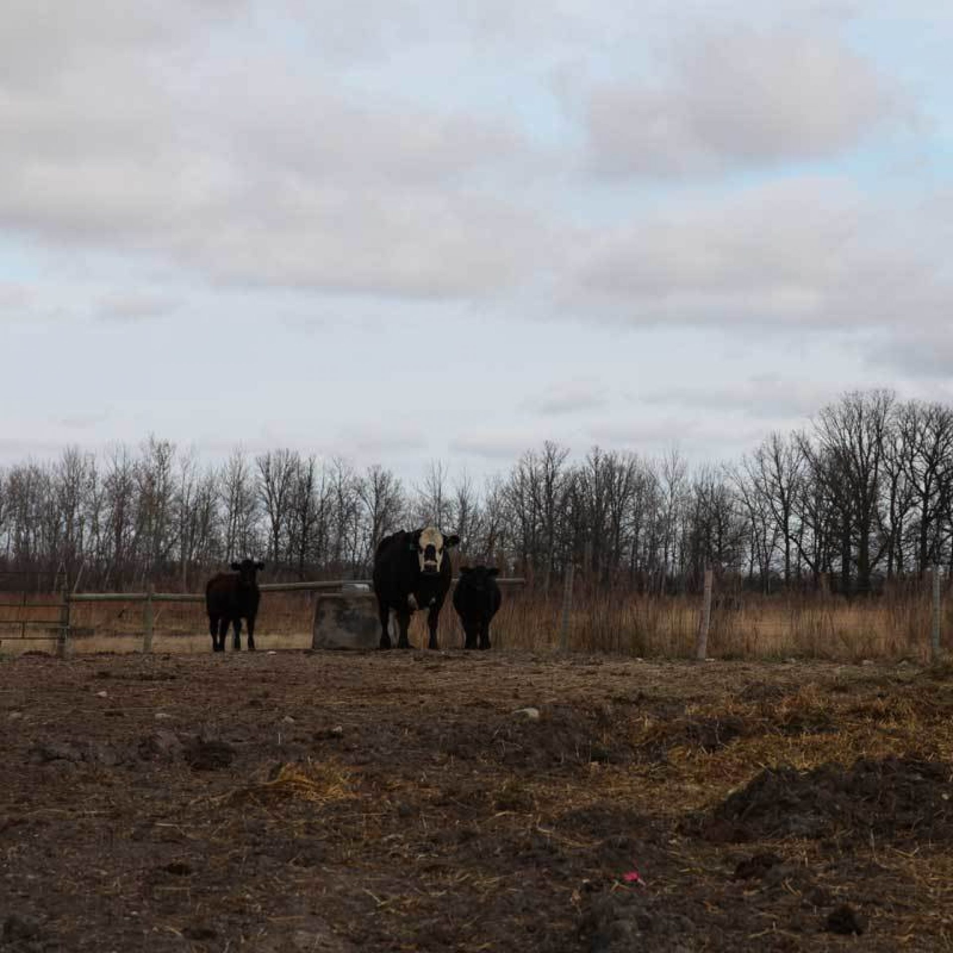 Cattle in front of fence