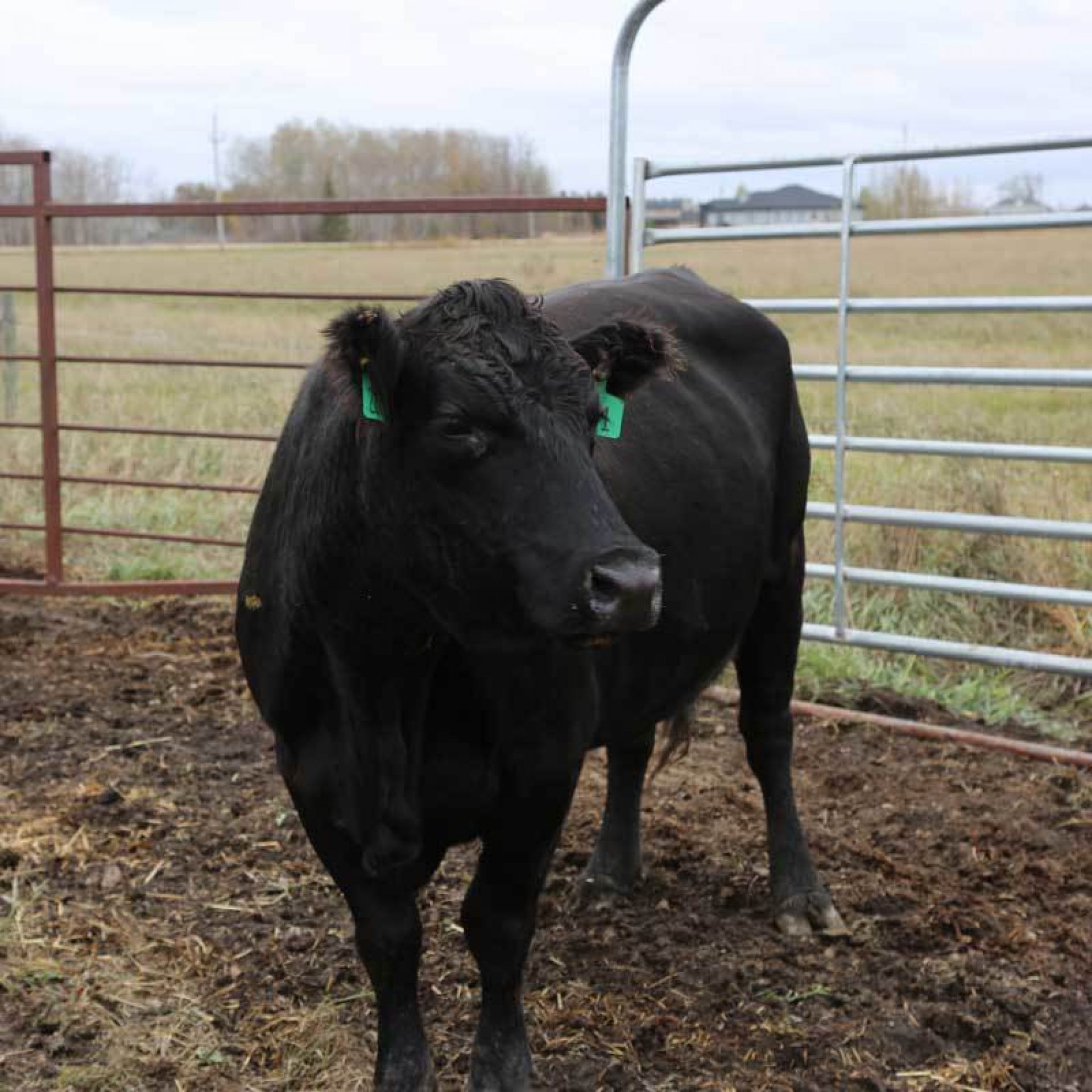 Making ready the Ranch for the Winter Months