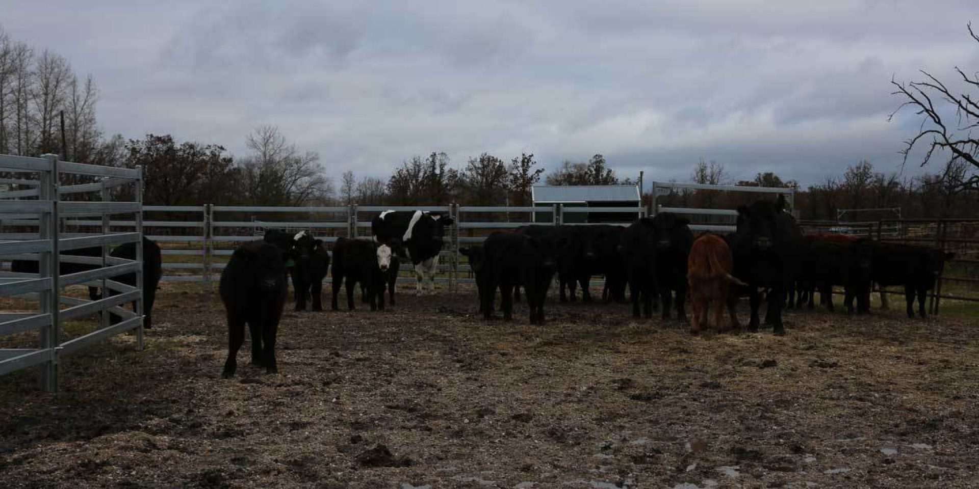 Group of cattle in pens