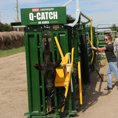 Dana Charban, Manager of Content Strategies and Journalist for Arrowquip, catching black cow in Q-Catch 86 Series cattle chute