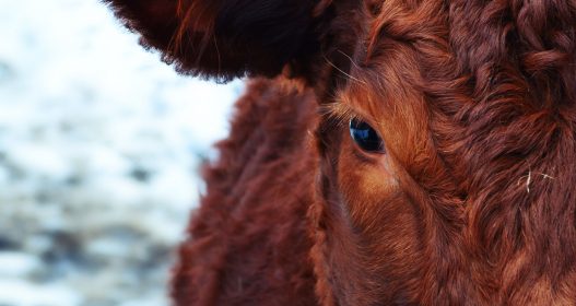 The Science Behind Cattle Handling & Equipment | Blog | Arrowquip