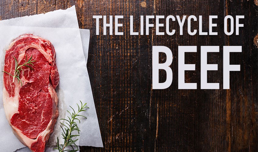 Field To Fork: The Lifecycle Of Beef | Arrowquip