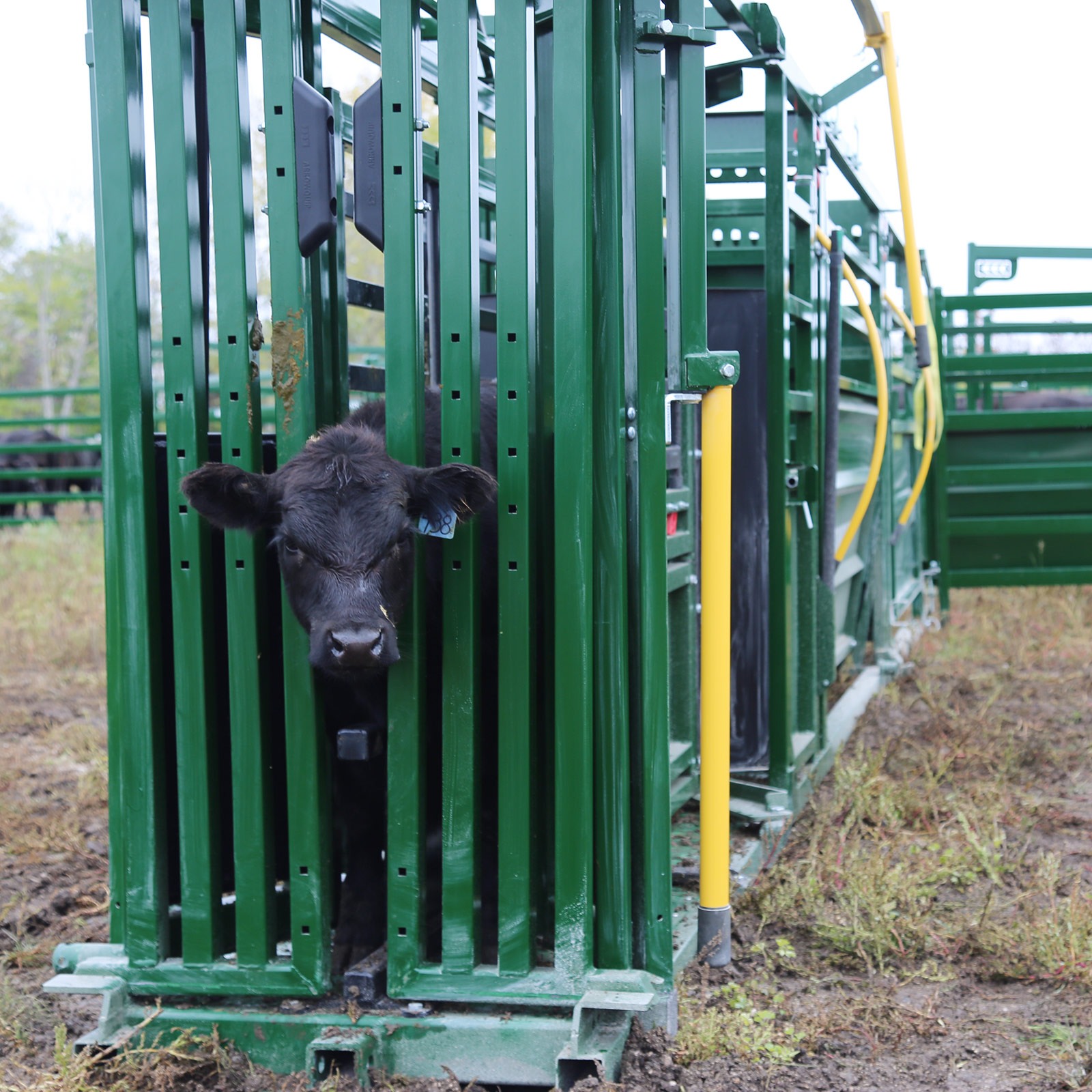 Portable Cattle Squeeze Chute, Alley and Tub | Arrowquip