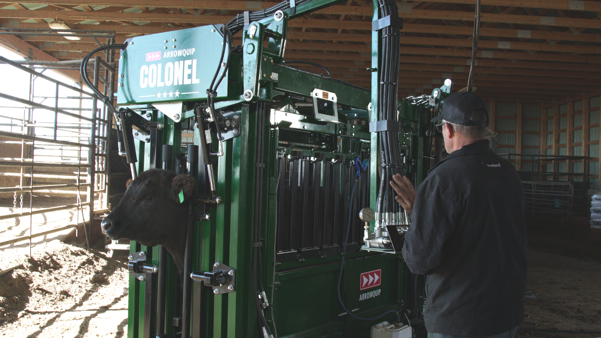 Black Angus cow being worked in The Colonel hydraulic squeeze chute at a feedlot