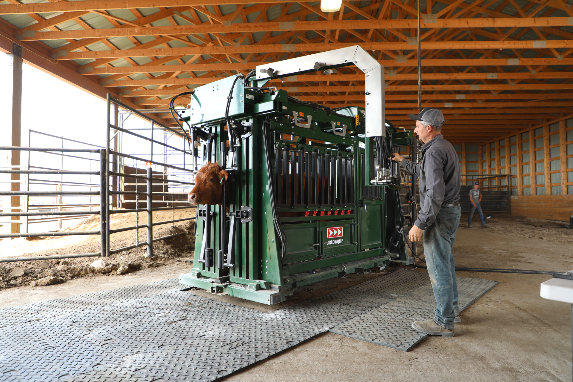 The General hydraulic chute with a brown cow in the head gate with hydraulic neck extenders