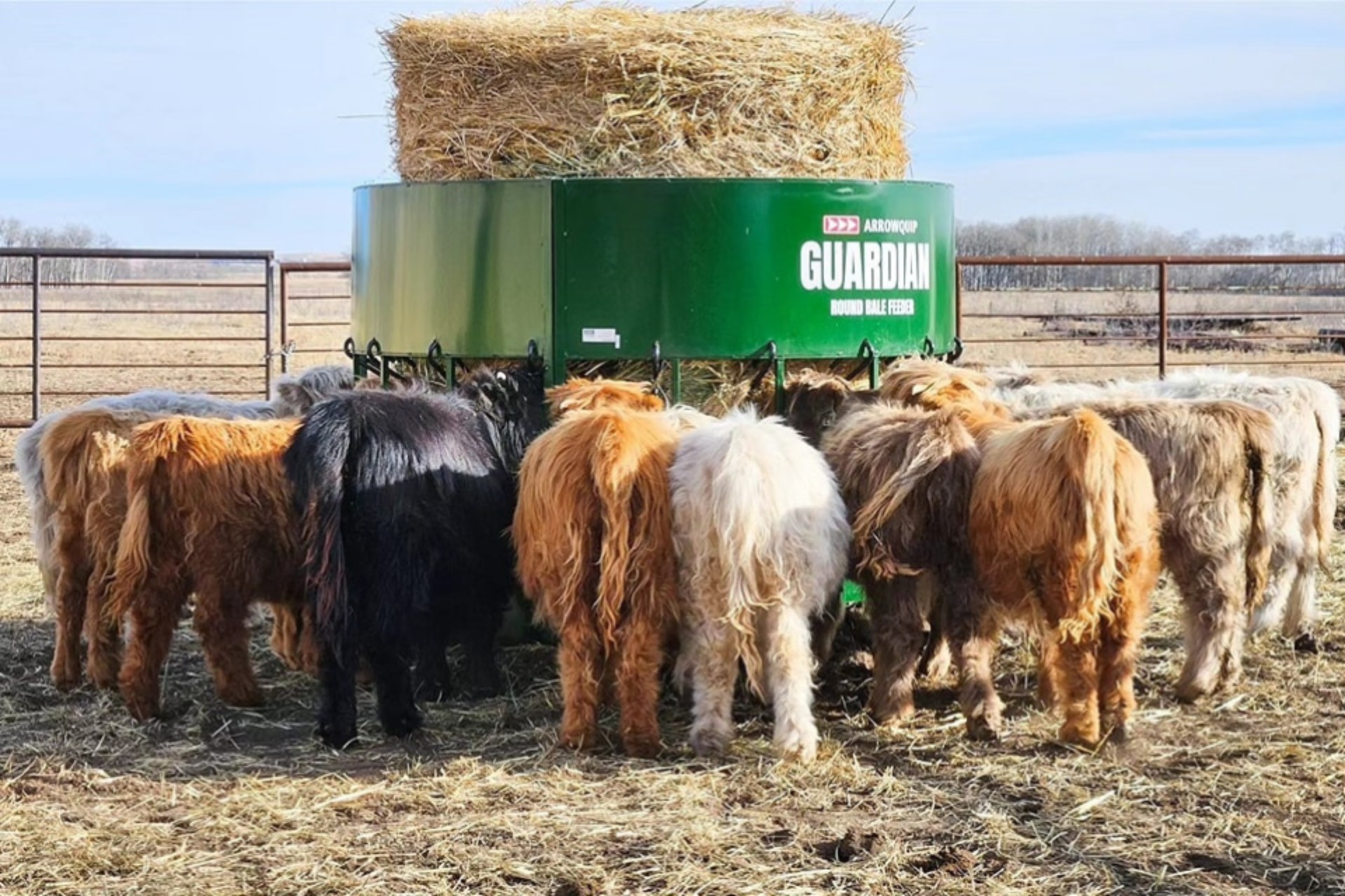 Group of cattle eating hay from a round bale feeder designed to reduce waste