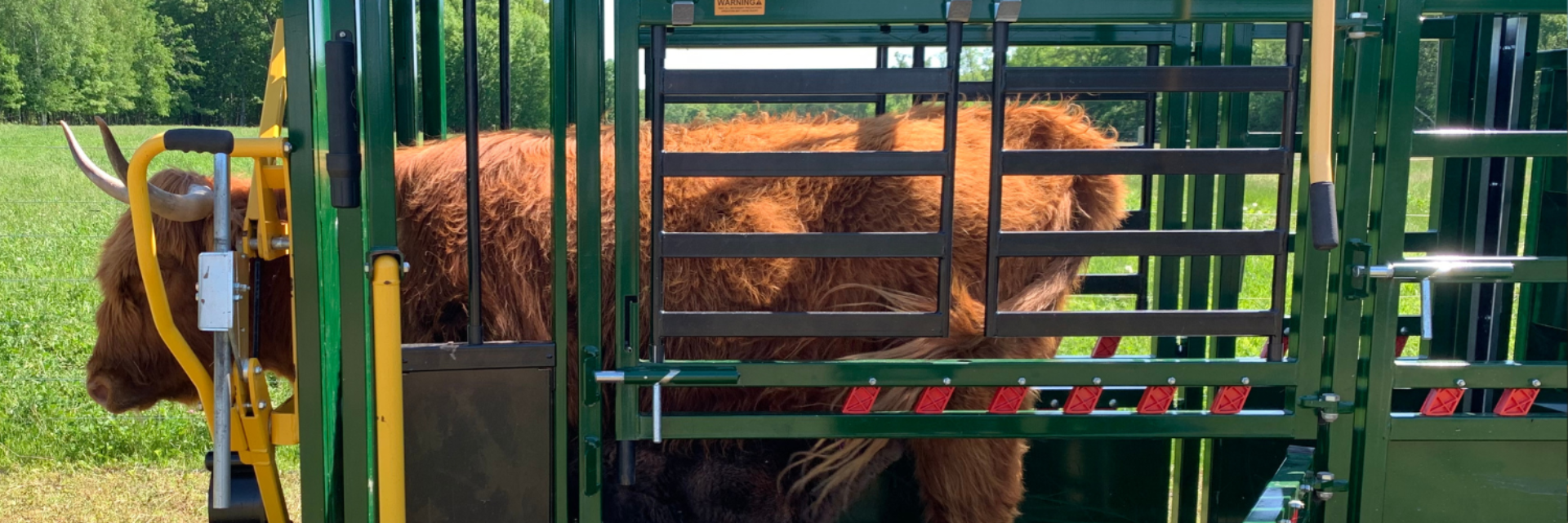 Highland in cattle chute