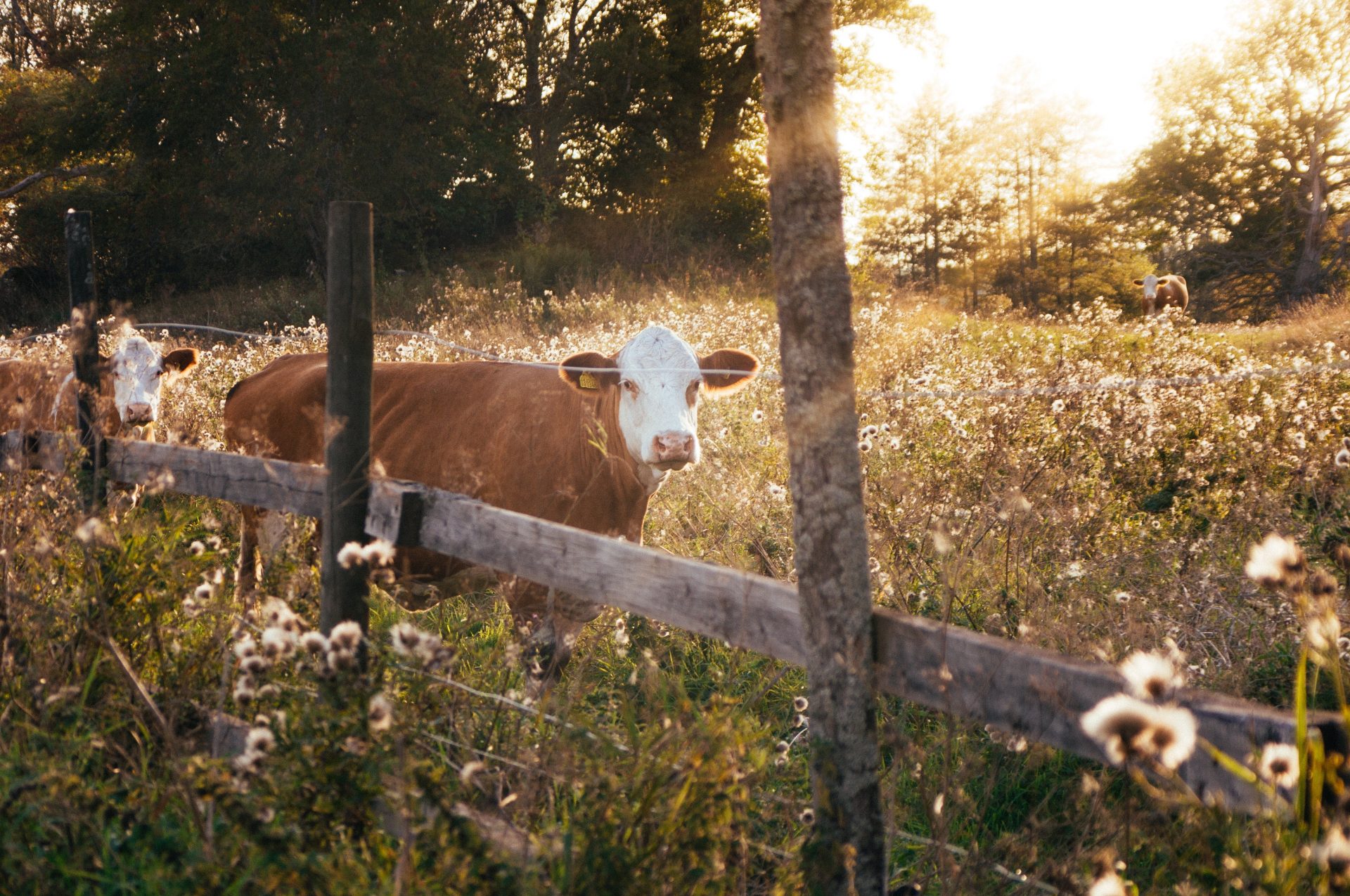 Pair of cattle in field behind wooden fence