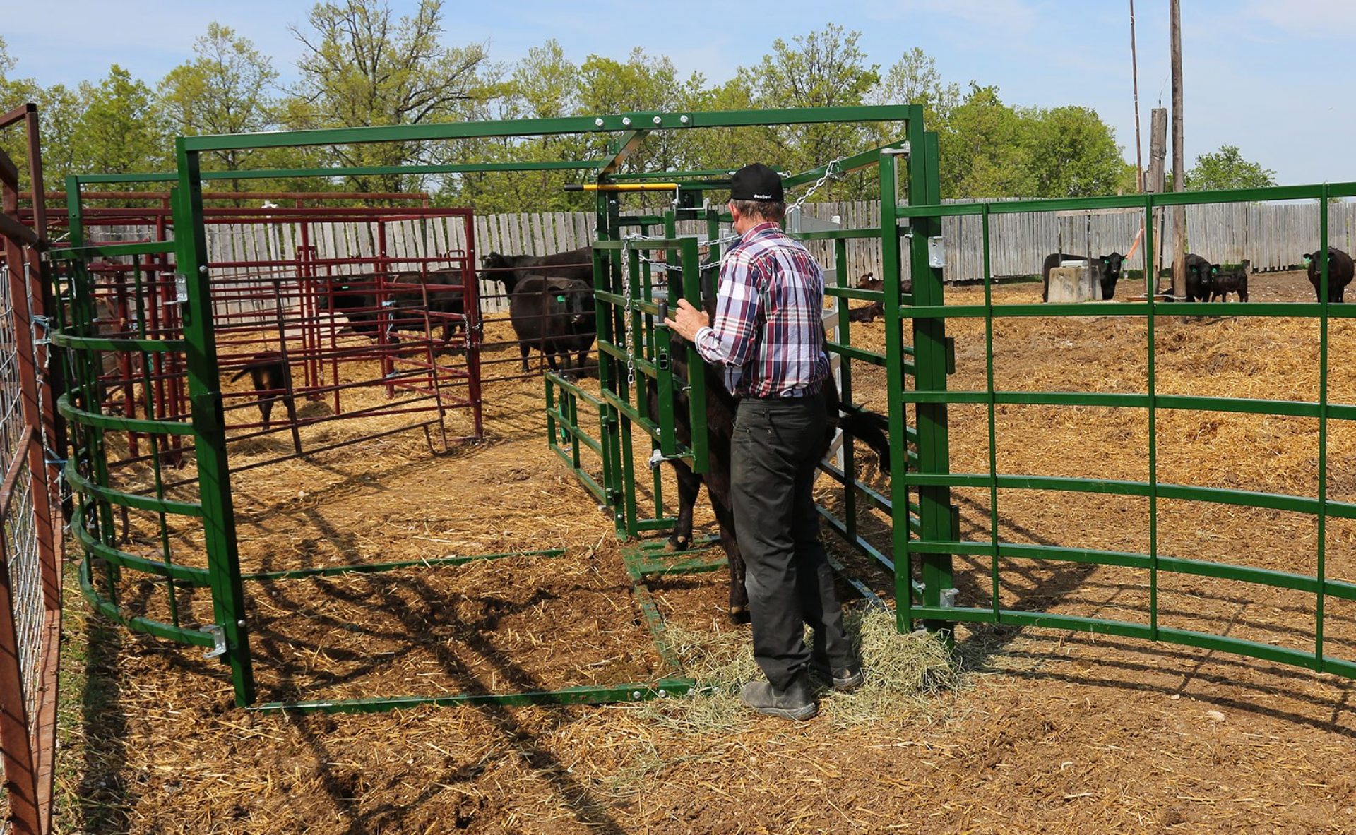 Cattle Maternity Pen with rancher working a cow through the back access gate