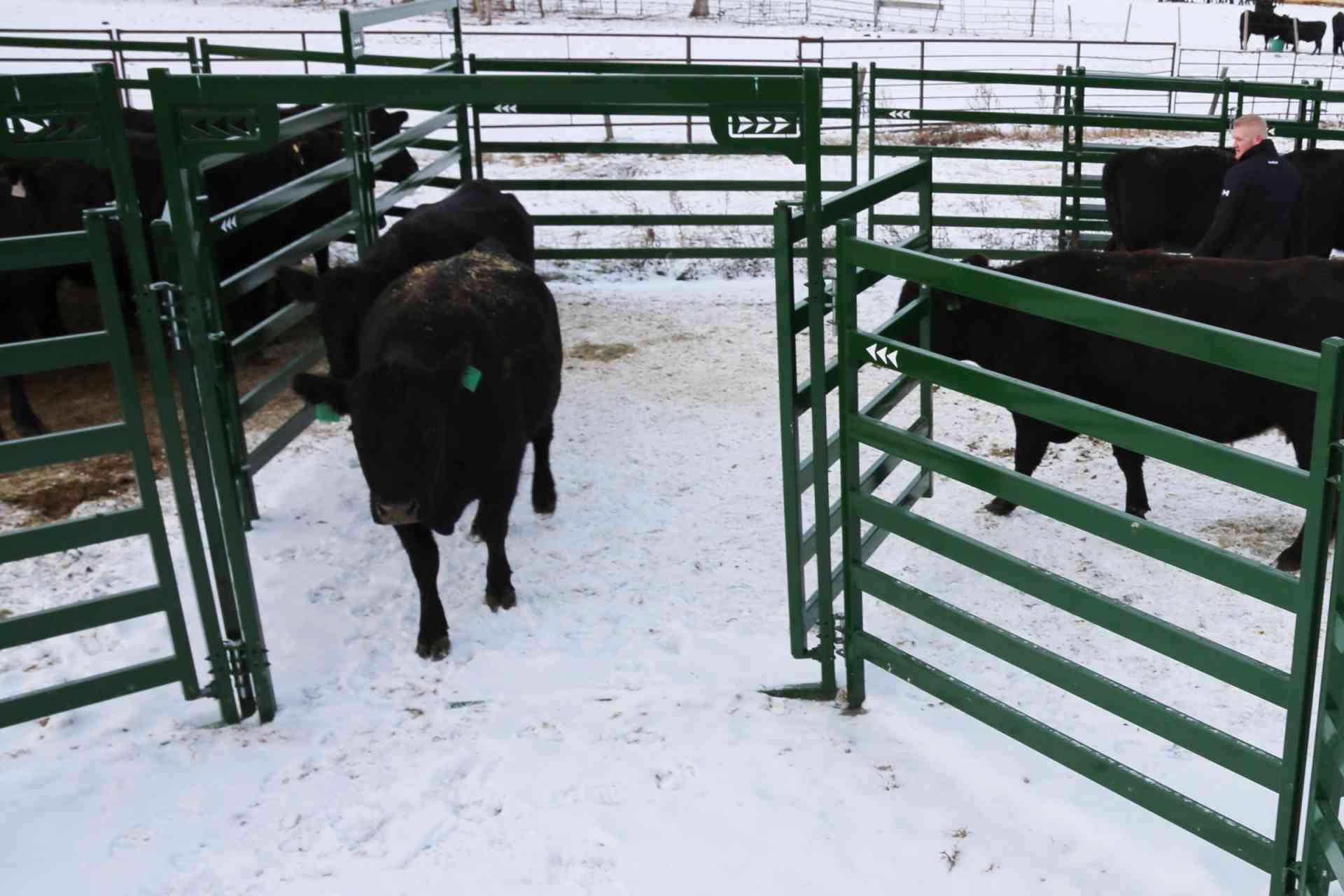Black cow walking through Arrow Cattle Gate