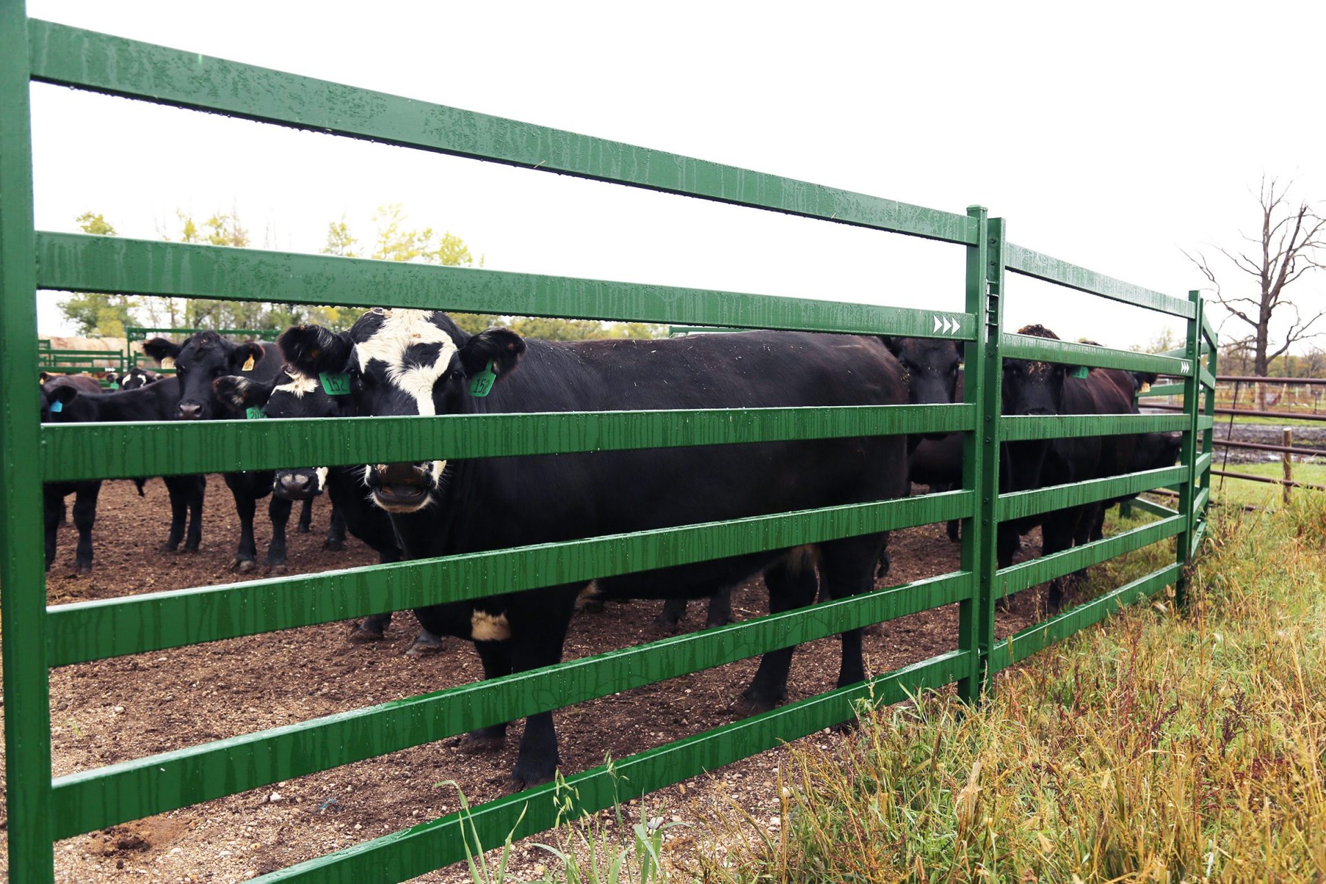 Arrow Cattle Panels for Cattle Yards | Arrowquip