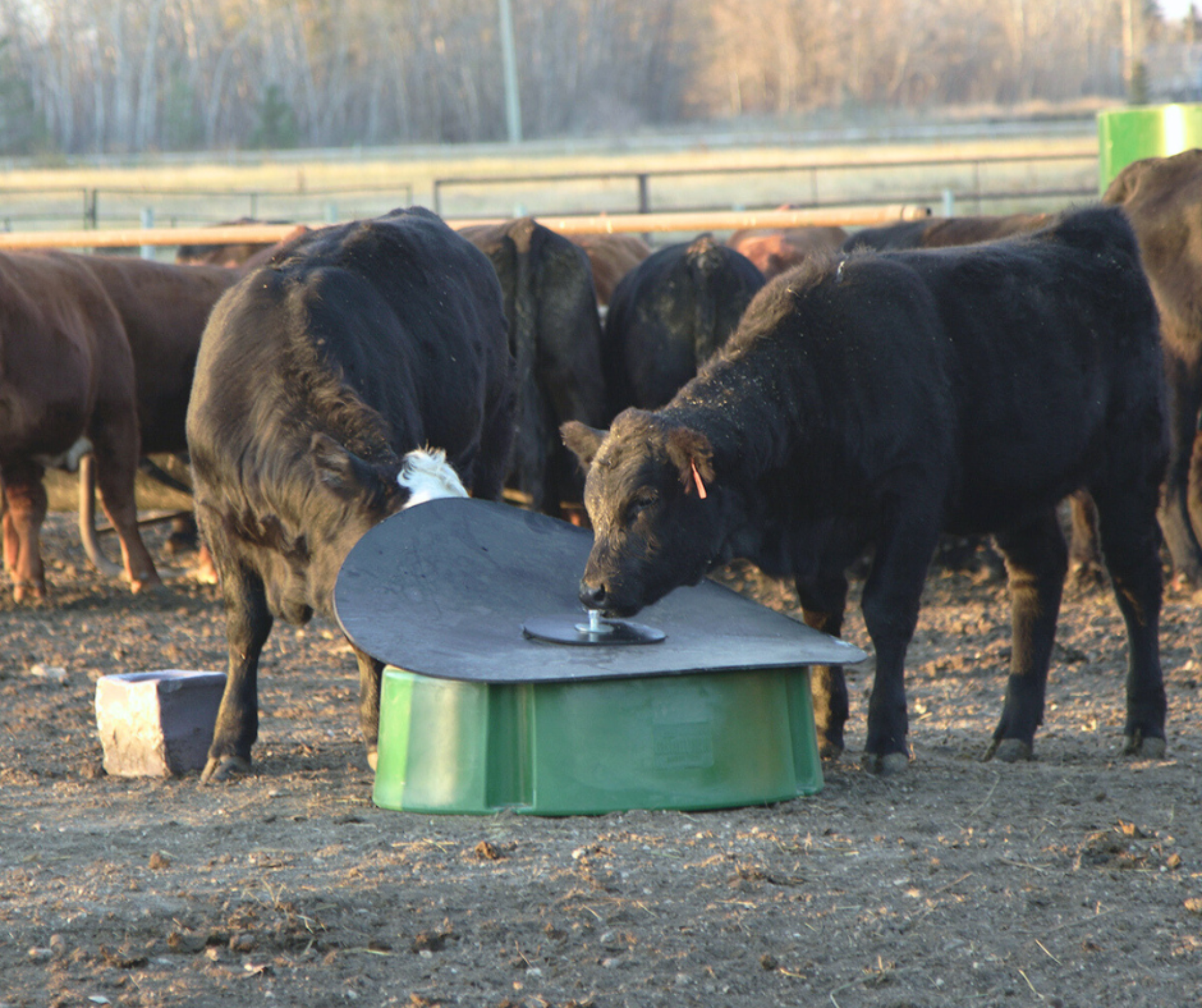 Unlock Financial savings with a Cattle Mineral Feeder and Spherical…