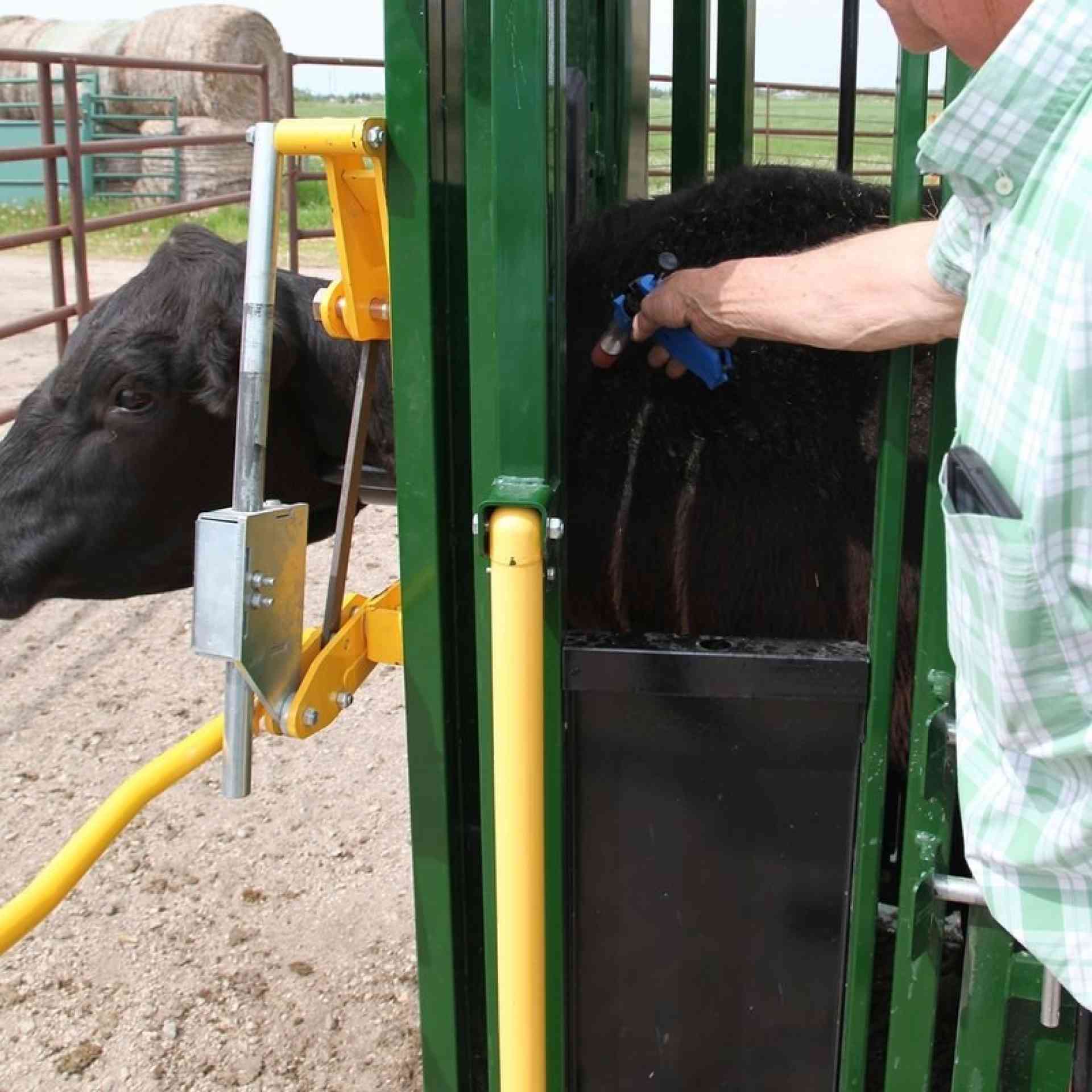 Neck Access On Cattle Crush