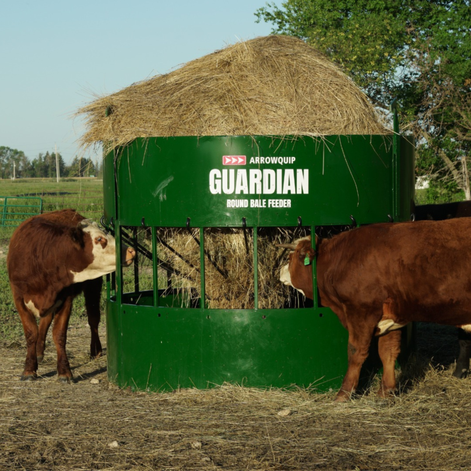 Selecting the Right Cattle Feed Plans