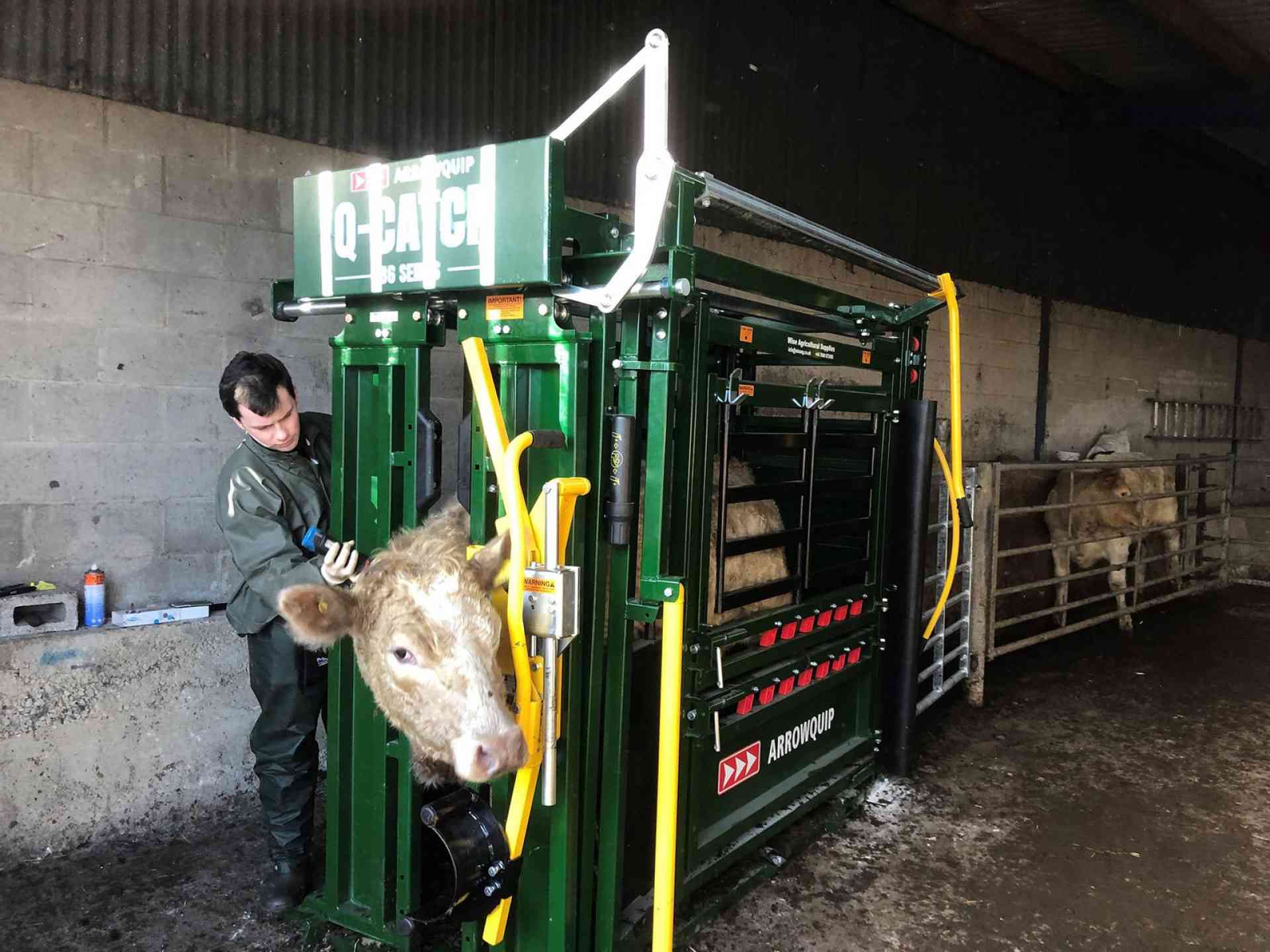 Bovine Tuberculosis Testing Main Image
