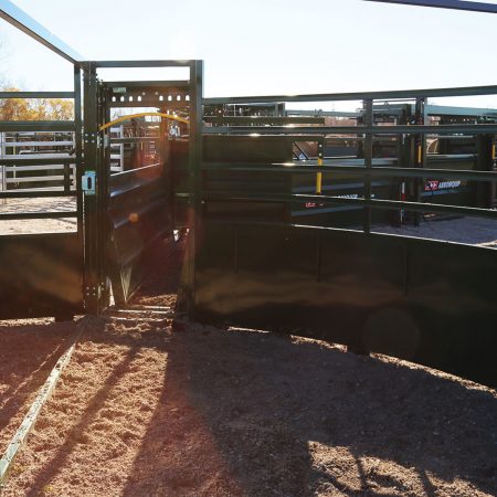 3E System using Cattle Forcing Tub with Cattle looking out.