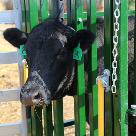 Cattle pen with canopy 10x15x10 cm