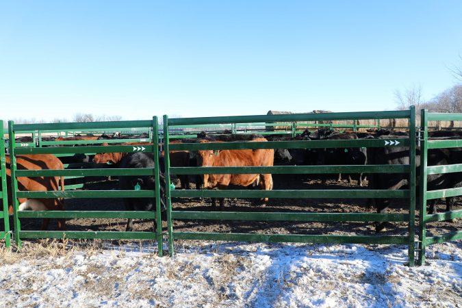 Group of cattle standing behind corral panel with large rectangular cattle panel railings