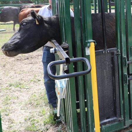 Cattle Head Restraint Options | Cattle Head Holder, Chinâ€¦ | Arrowquip