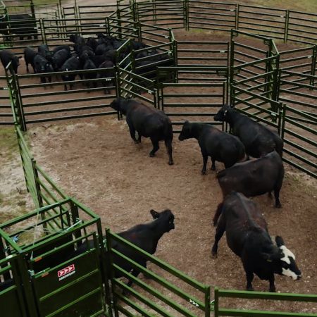 Cattle Corral Systems | Low Stress Cattle Working Systems | Arrowquip