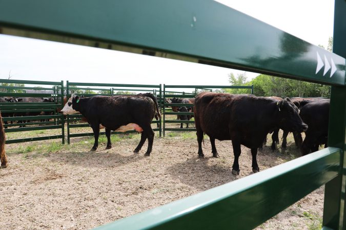 Close-Up of Heavy Duty Rectangular Cattle Panel Railings