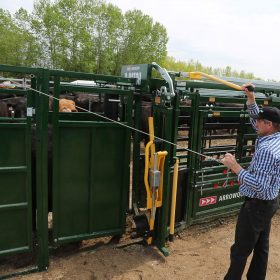Rancher sorting livestock with post-chute cattle drafting gates
