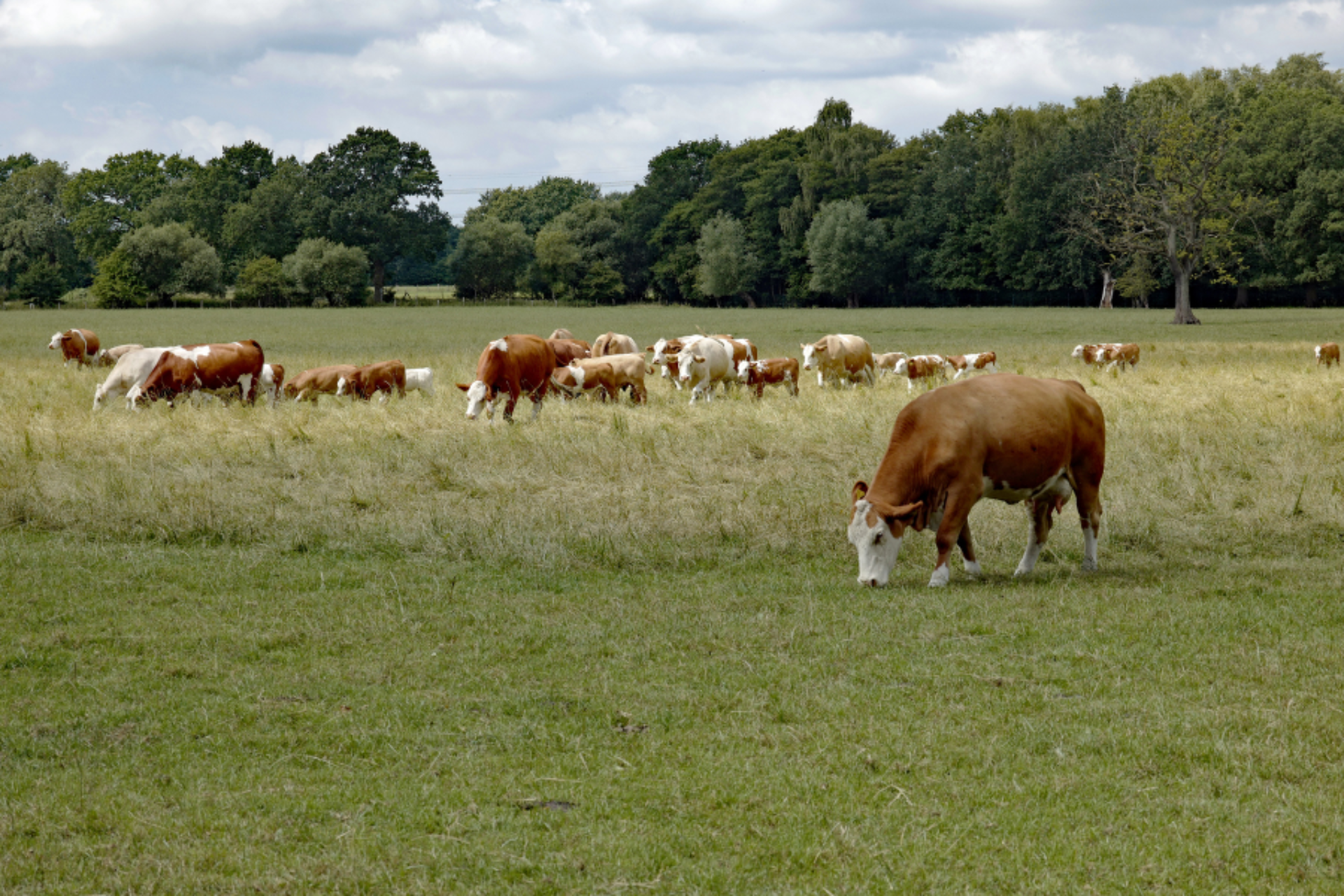 Herd of cattle grazing in a prairie pasture