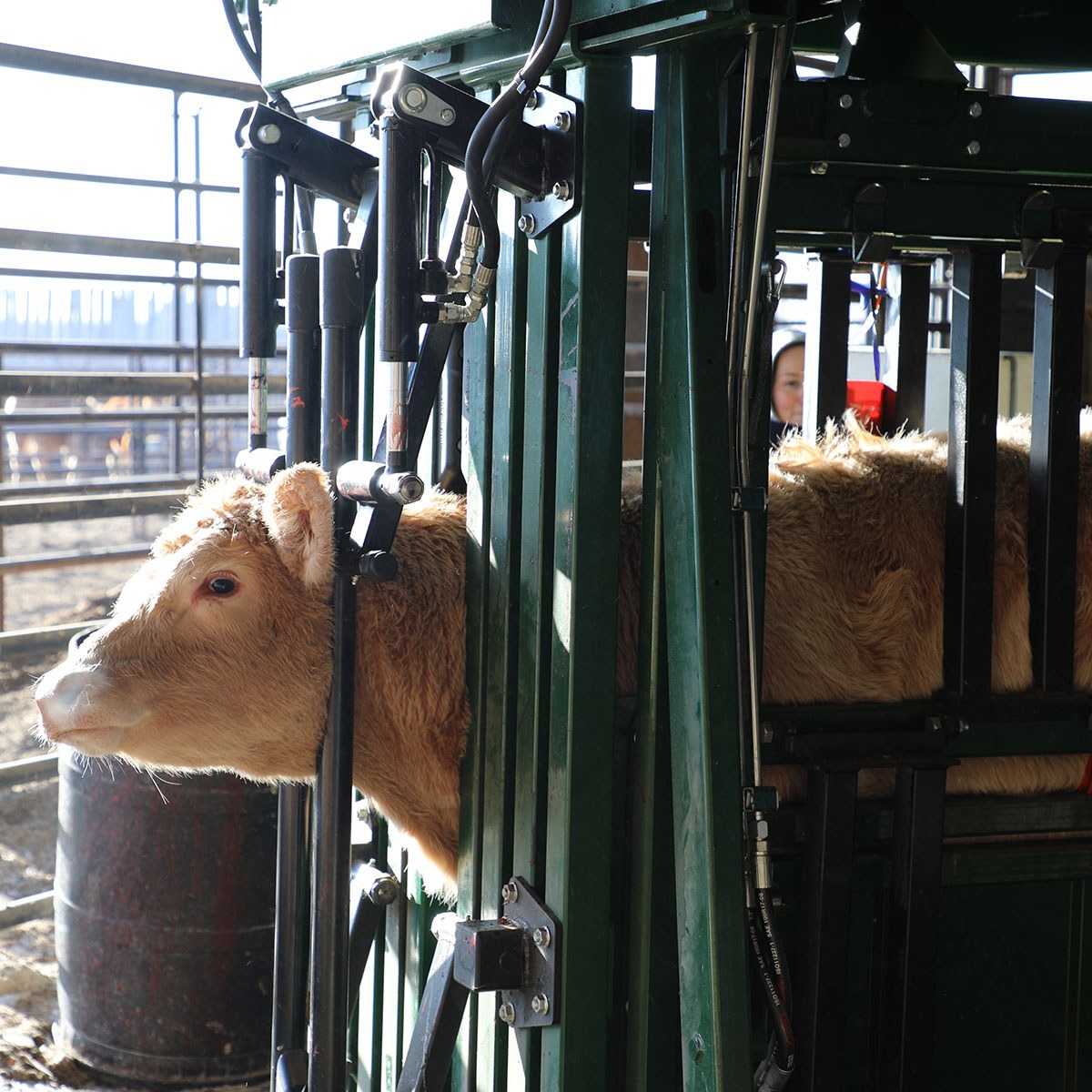 Cow with neck stretched with neck extenders on The General hydraulic chute