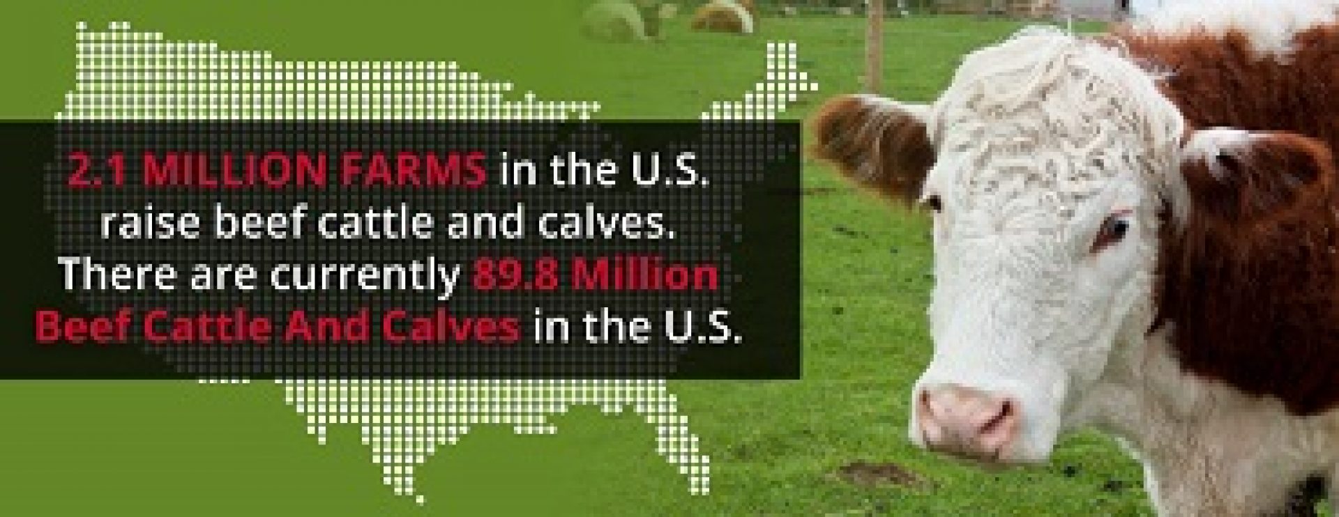 Cattle Diseases: Signs and Prevention | Arrowquip