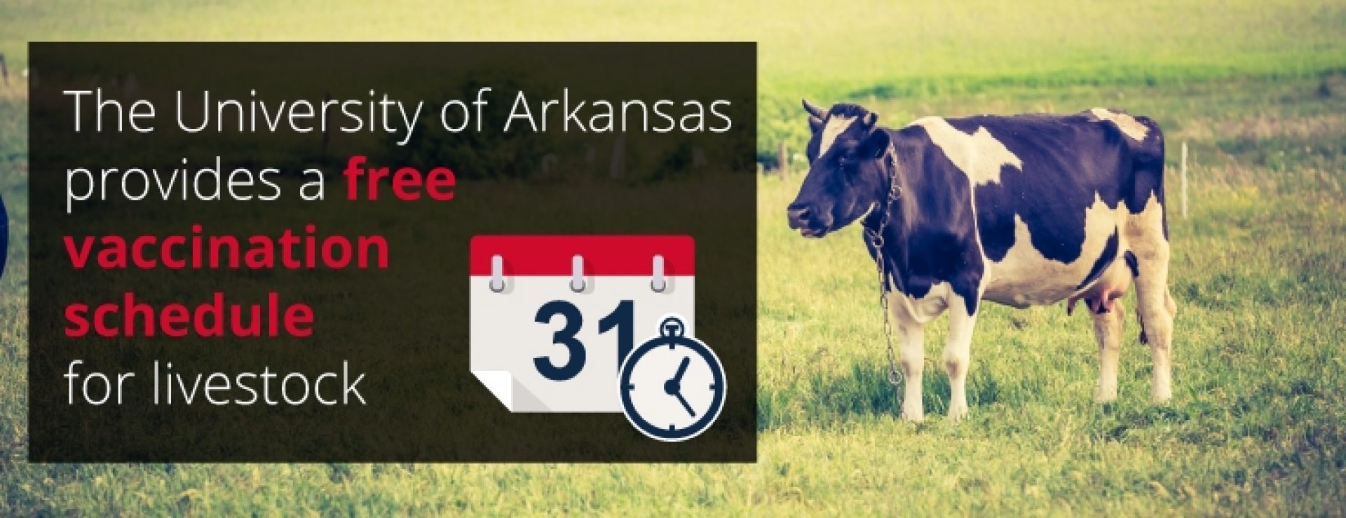 Cattle Diseases Signs and Prevention Arrowquip