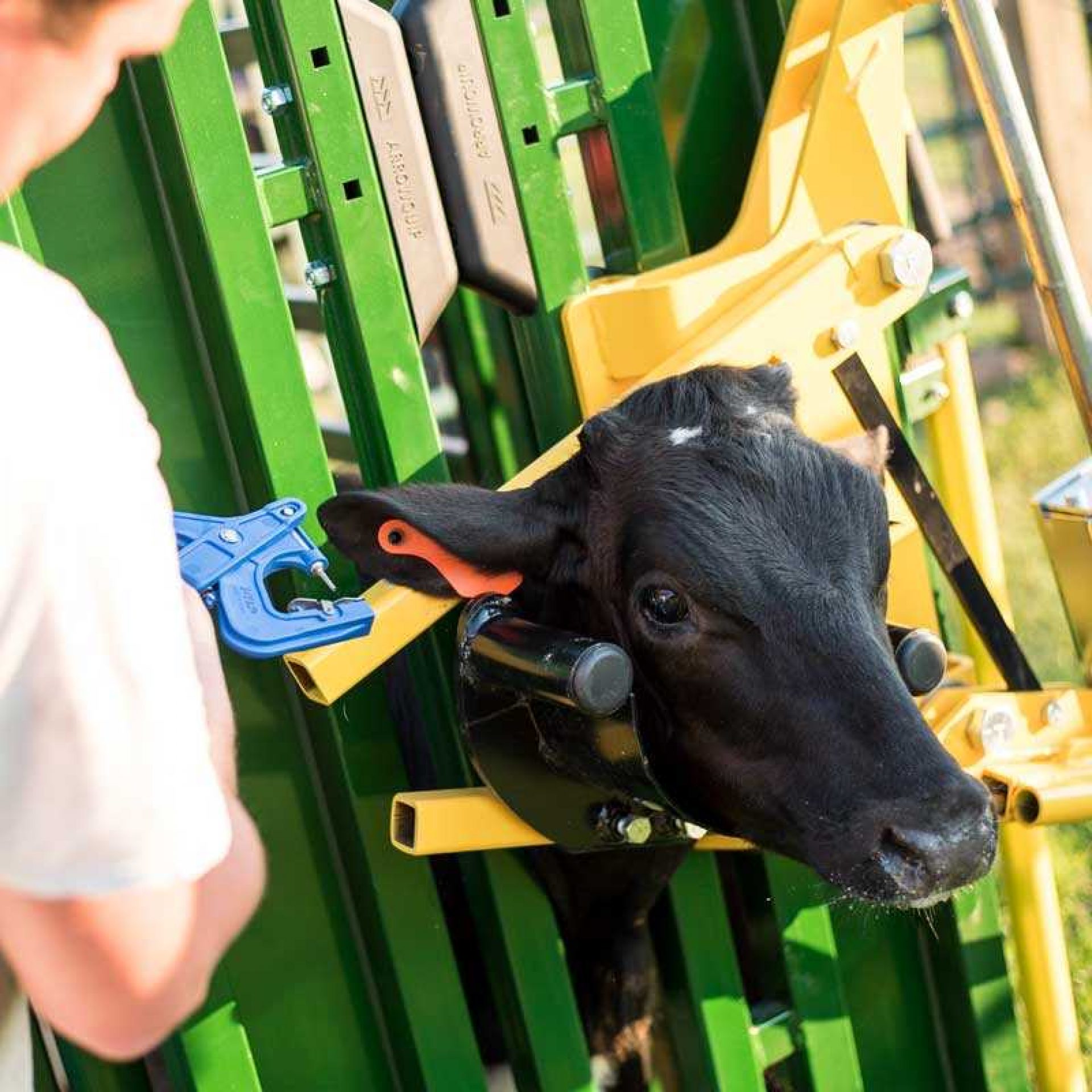 Dad, We Want a New Cattle Working Chute and Here is Why |…