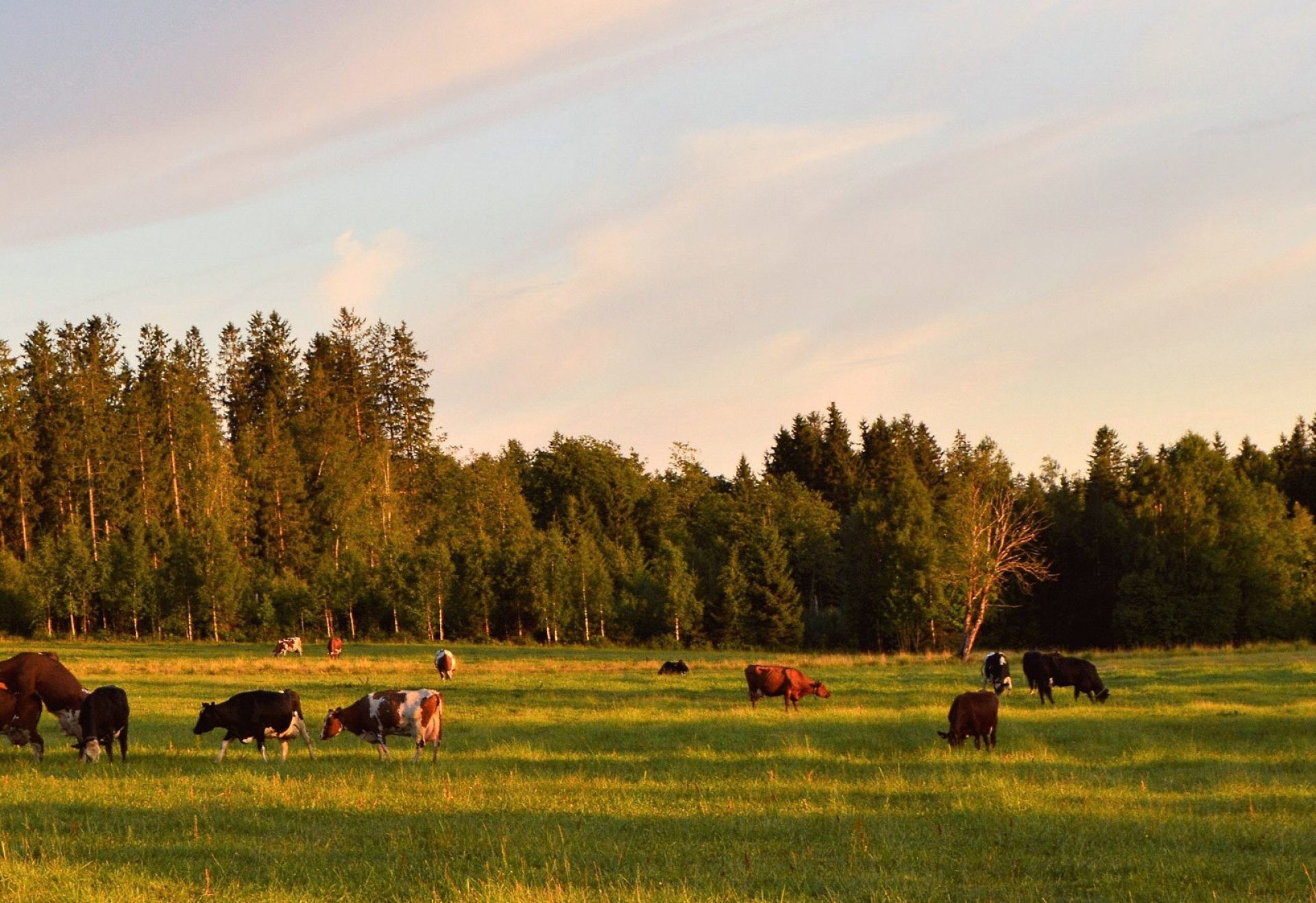 Group of beef cattle grazing in pasture
