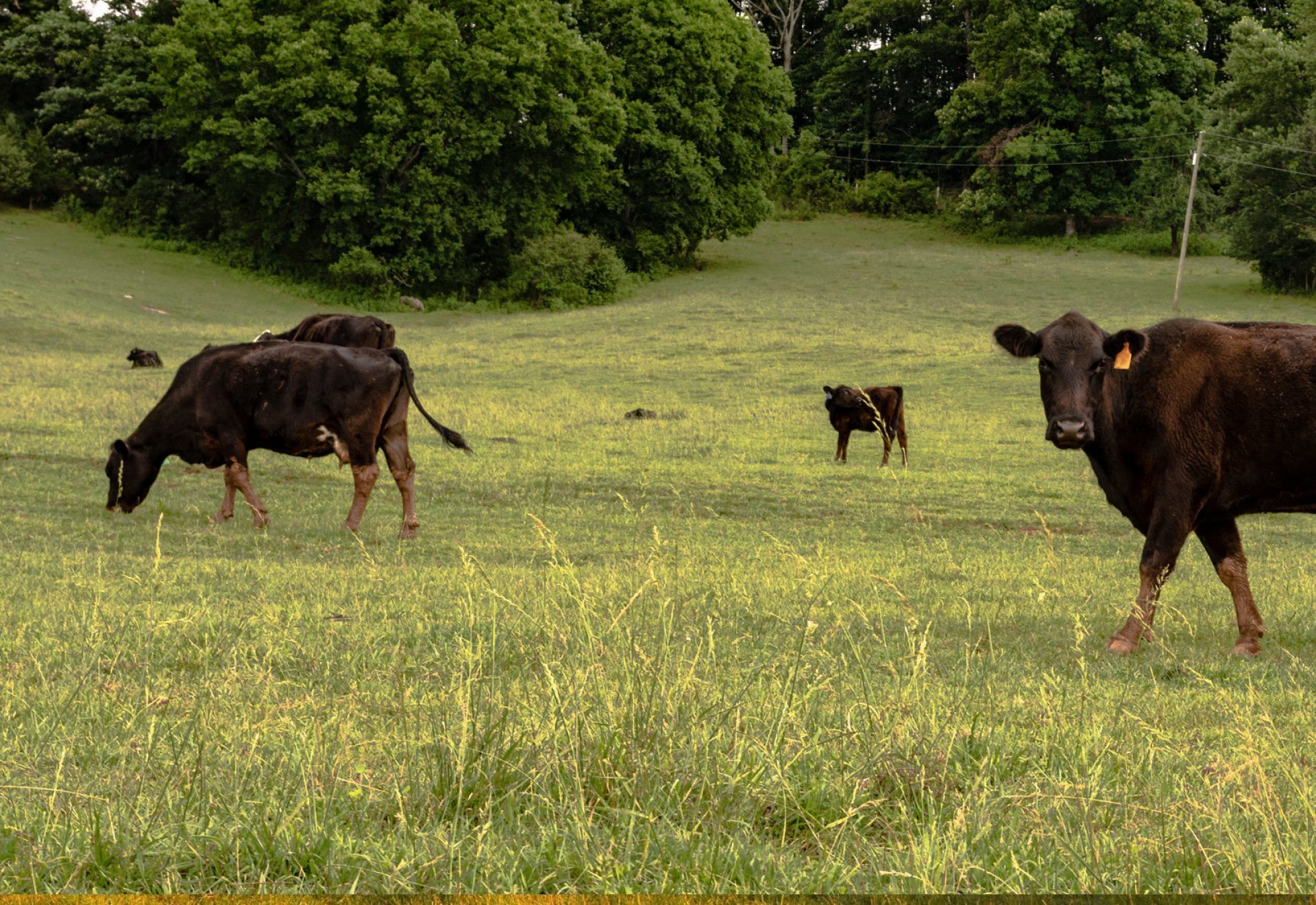 Group of cattle grazing in green pasture