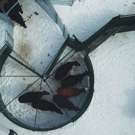 Arial image of S-Flow Cattle Handling System